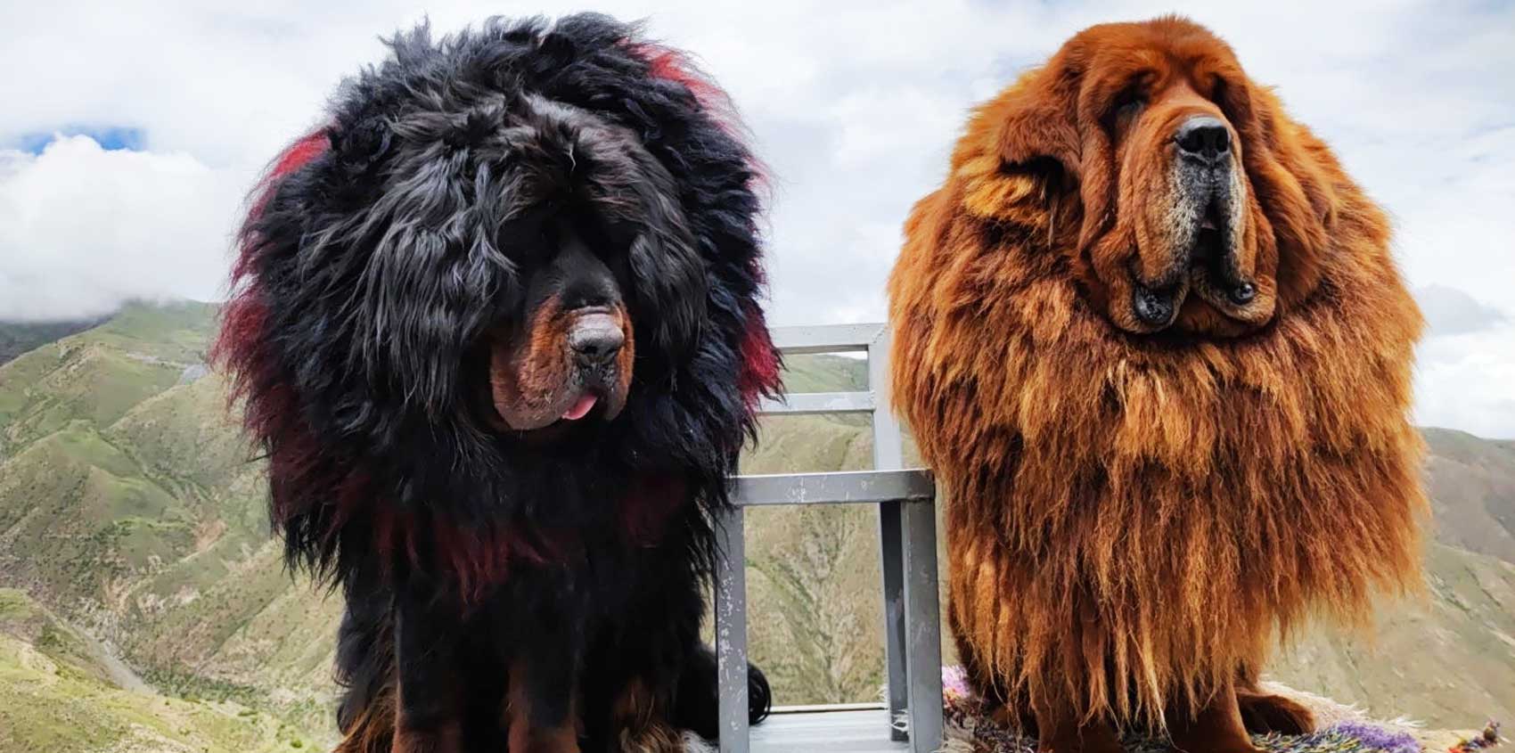 how tall can a tibetan mastiff get